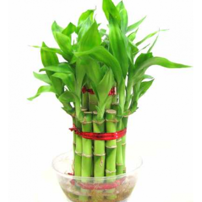 2 Layer Lucky Bamboo plant